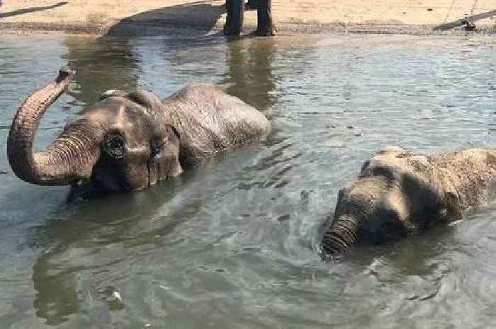 Zoo heartbreak as two baby elephants die within a month after sad complications