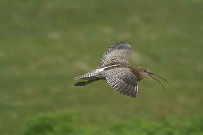 Dartmoor’s rare curlews tracked on incredible journey to the Algarve