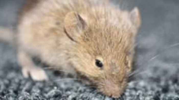 No more signs of mouse in island - wildlife trust