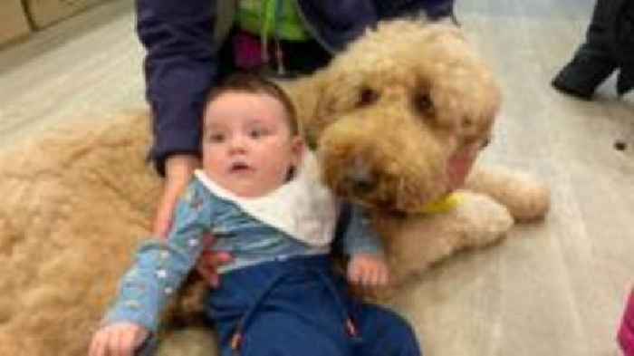 Children's hospice on lookout for new therapy dog