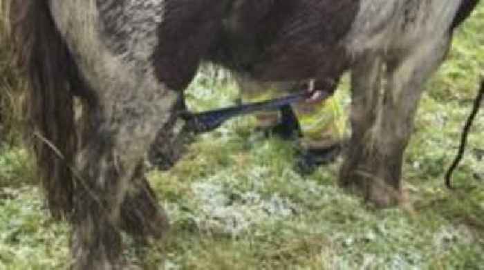 Probe as dead horse found tied up in barbed wire