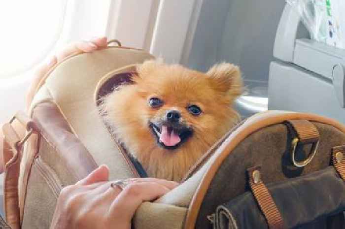 Pet owners will need 'passports' to travel from one part of UK to another