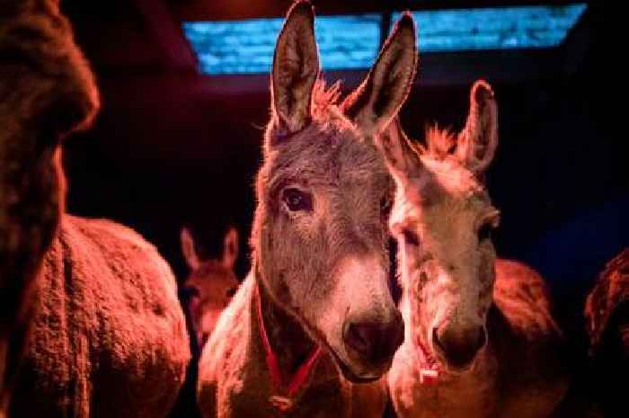 Donkey Sanctuary gears up for magical winter events