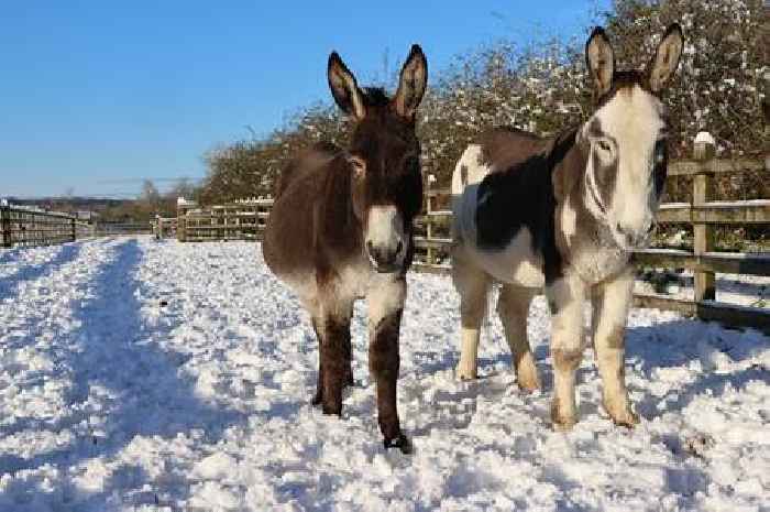 Sidmouth’s Donkey Sanctuary wins big with double gold