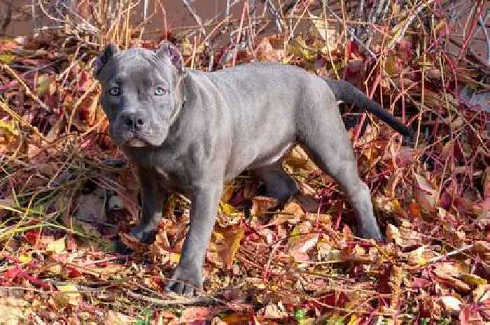 Court rules on fate of Leicestershire man's three unregistered XL Bully dogs