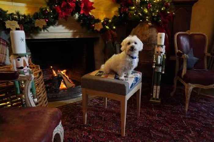 Battersea rescue dogs enjoy day of pampering at Highgrove