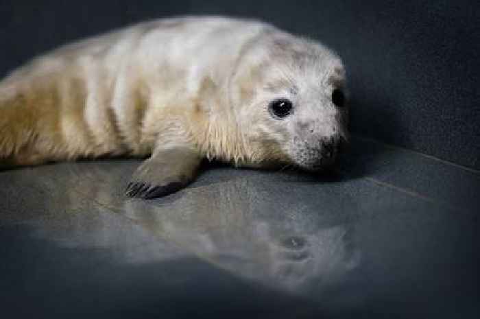 Tiny baby seal rescued after being separated from his mother during Storm Bert