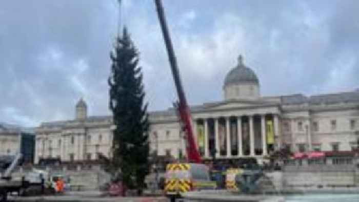 Gifted Trafalgar Square Christmas tree is put up