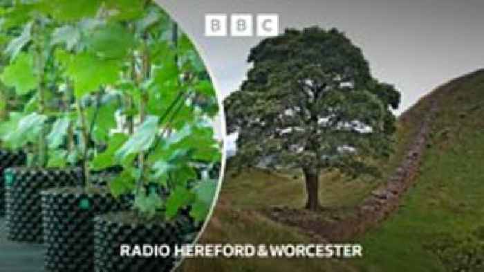 Sycamore Gap sapling coming to Herefordshire