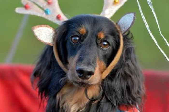 Britain's cutest Christmas event sees hundreds of sausage dogs dress up for adorable gathering