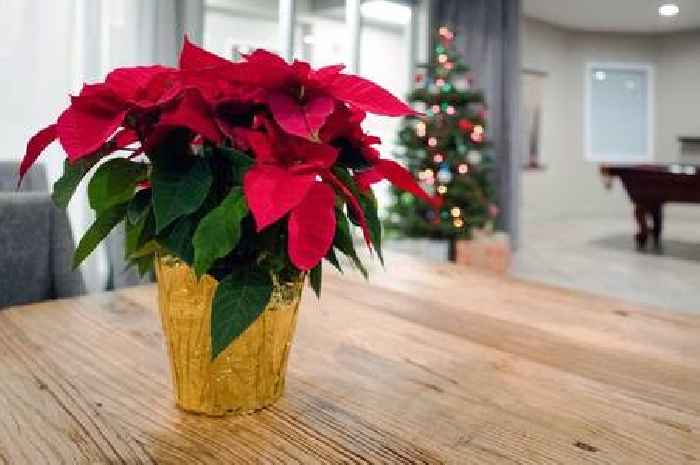 How to keep a poinsettia alive – there's one place you should never put them