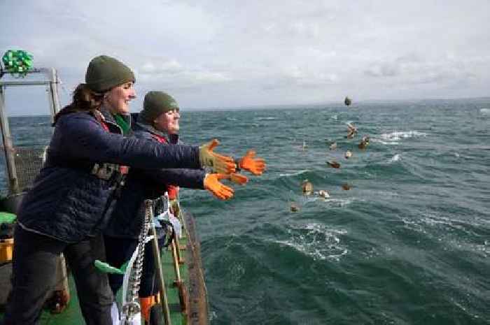 Over 30,000 oysters return to Firth of Forth in award-winning conservation project