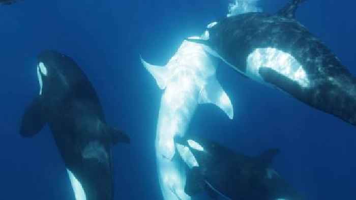 Killer whale pod develops unique technique to hunt world's largest fish
