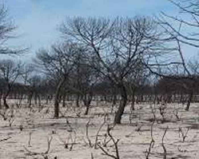 Desertification talks open in Saudi Arabia as experts fire warning