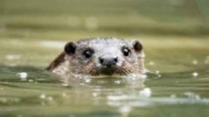 Otter and cub spotted playing in city river