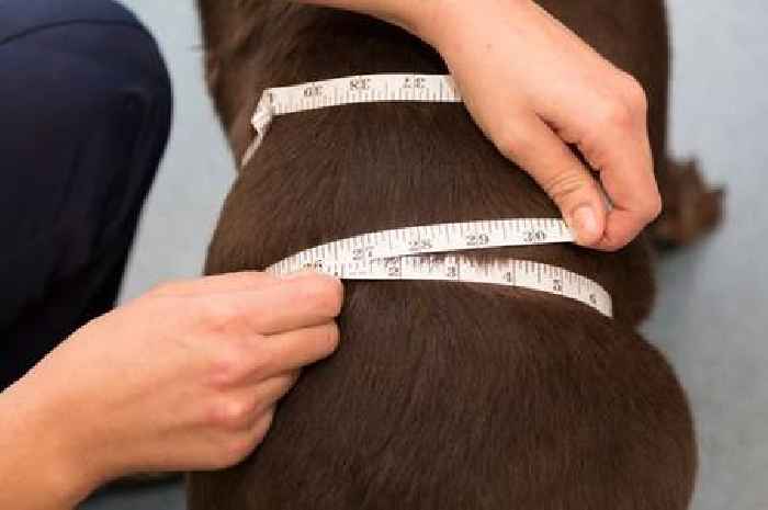 'I'm a vet – your dog is probably overweight due to three common mistakes'