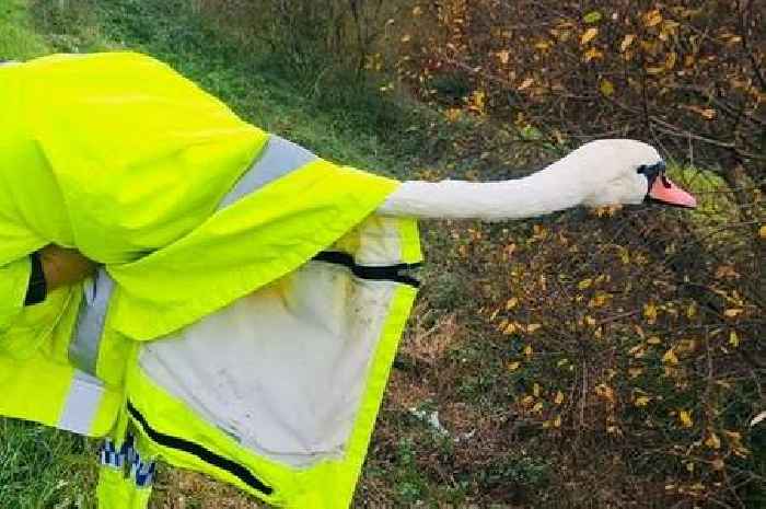 Swan wanders onto M4 and police have real-life 'Hot Fuzz' moment