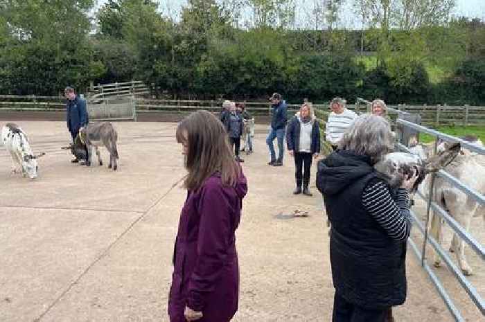 Sidmouth’s donkeys help NHS staff reconnect and recharge