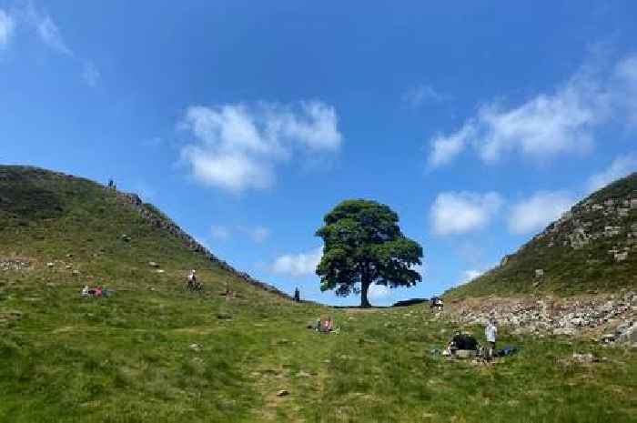 Sycamore Gap sapling to be planted and nurtured in Leicestershire garden