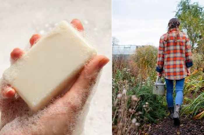 Gardeners advised to use bar of soap in lawns in December for one important reason