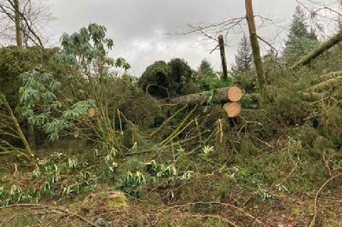 Storm Darragh set to hit Dumfries and Galloway with gale force winds as Met Office issues amber weather warning