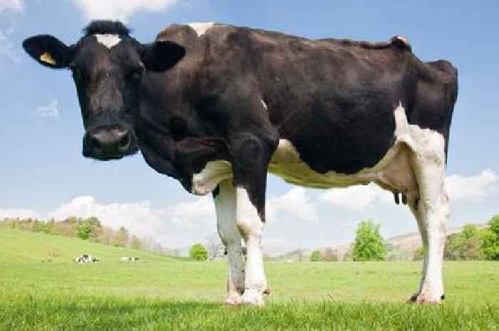 'Mad cow disease' case discovered on Dumfries and Galloway farm