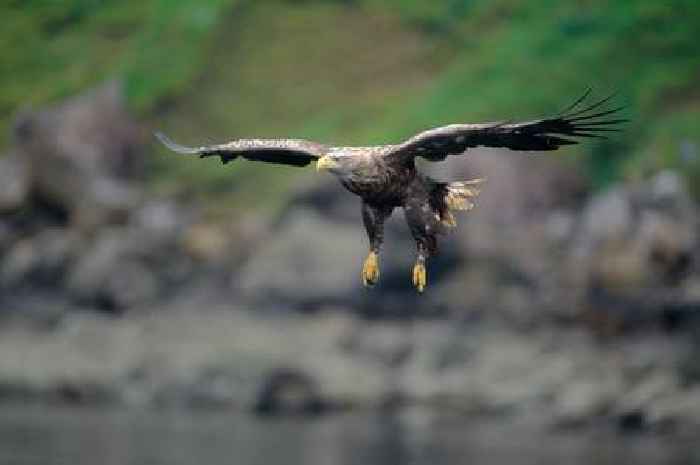 Rare Scots rainforests home to wildlife from giant slugs to white-tailed eagles