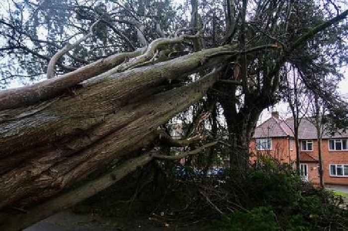 Huge tree crashes down blocking road in Burnham-on-Sea