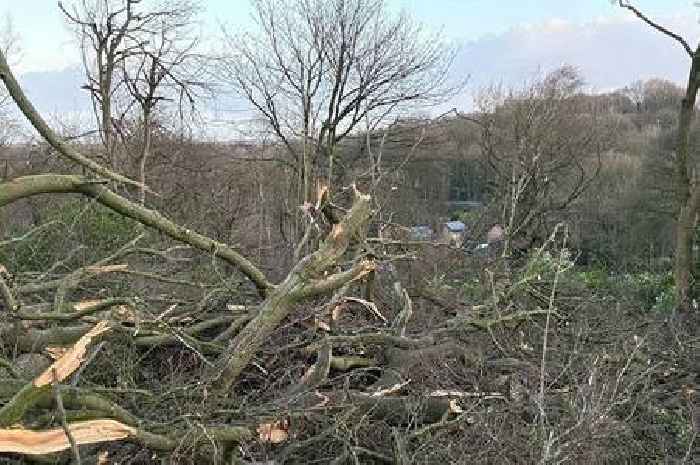 150 trees uprooted as 'mini tornado' hits Newcastle