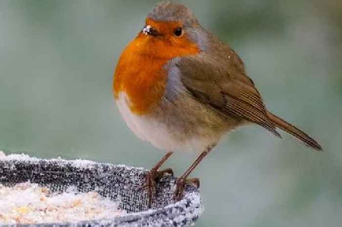 Gardeners given urgent warning if robins come into their gardens