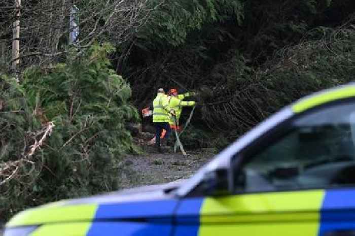 Man dies after tree falls on van amid Storm Darragh chaos