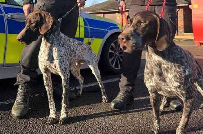 Meet Duke and Dexter - Humberside Police's two newest good boys with a nose for tech