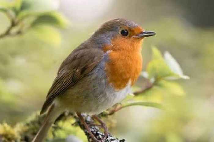 Gardeners should take action if they spot robins this winter - here's why