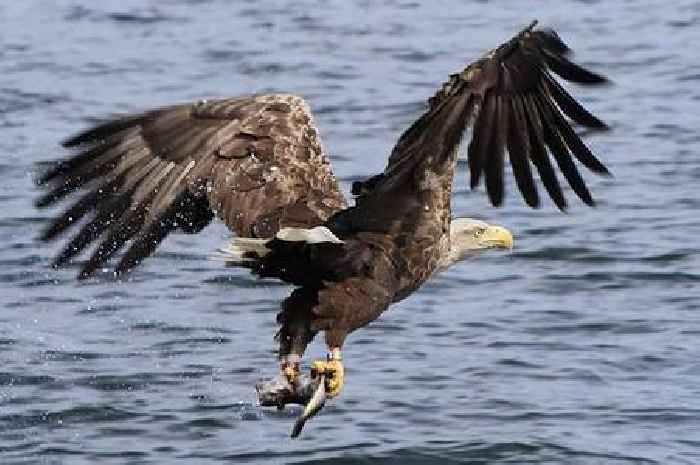 White-tailed eagles to be reintroduced to Exmoor national park as species makes comeback