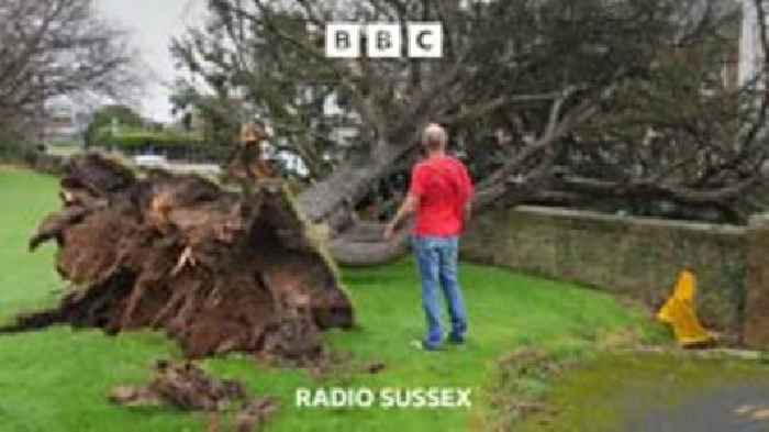 Selsey's Cedar succumbs to storm