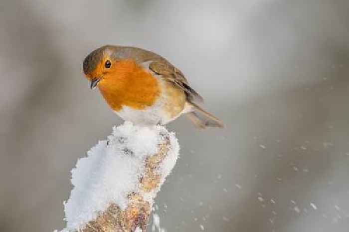 Gardeners should take action if they spot robins this winter