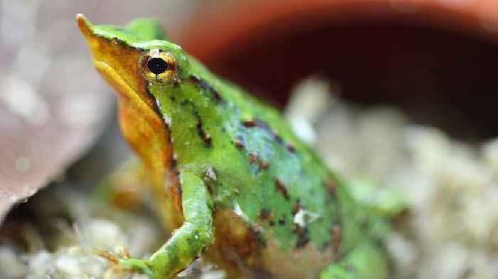 Tiny frogs named after Charles Darwin flown to London to save them