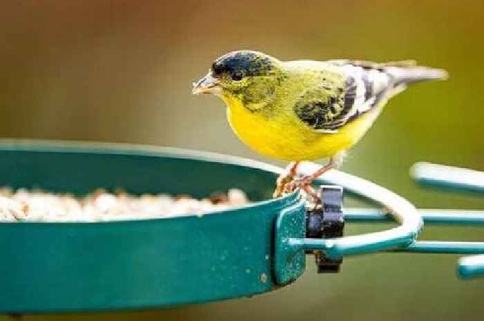 Gardeners told to put hot sauce on bird feeders