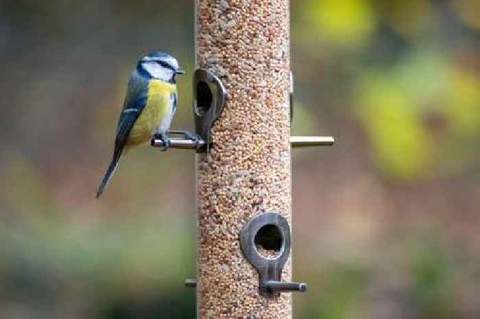 Gardeners urged to add hot sauce to bird feeders as soon as possible