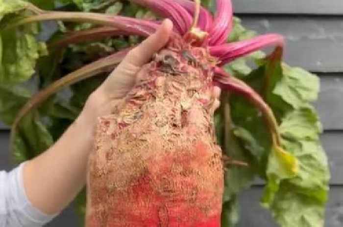 'I'm a gardener – you can grow mammoth vegetable enough to feed entire village'