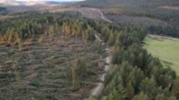 Stay away, forest visitors told after storm damage