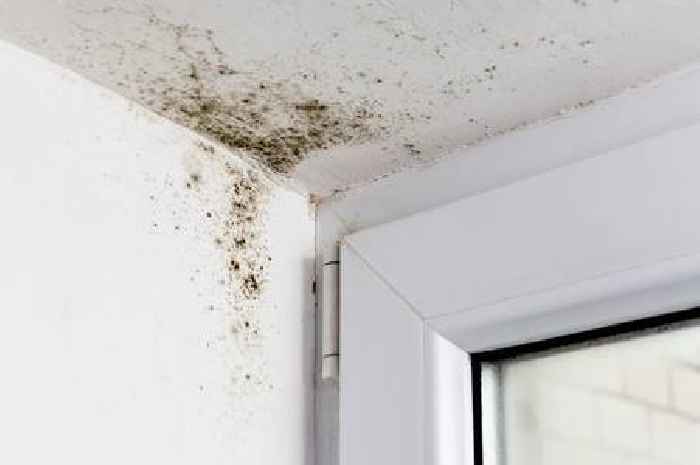 Woman's £1.50 method eradicates stubborn mould from windows in just one hour