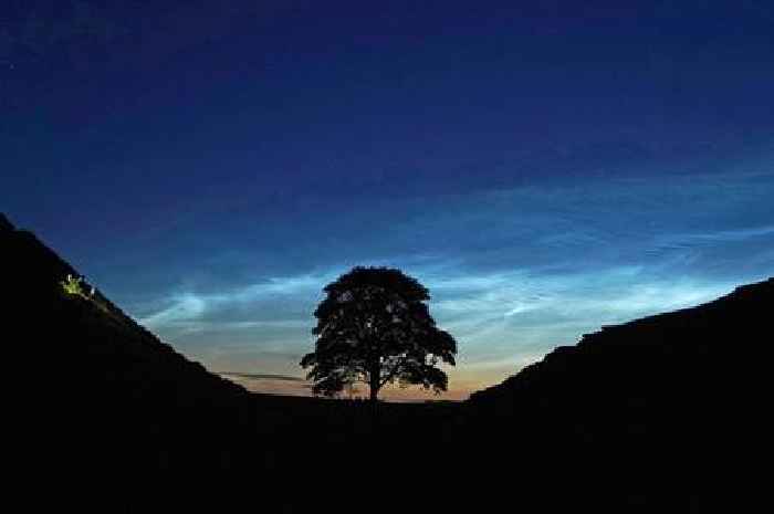 Sapling from felled 'sycamore gap' tree to be planted in Bath