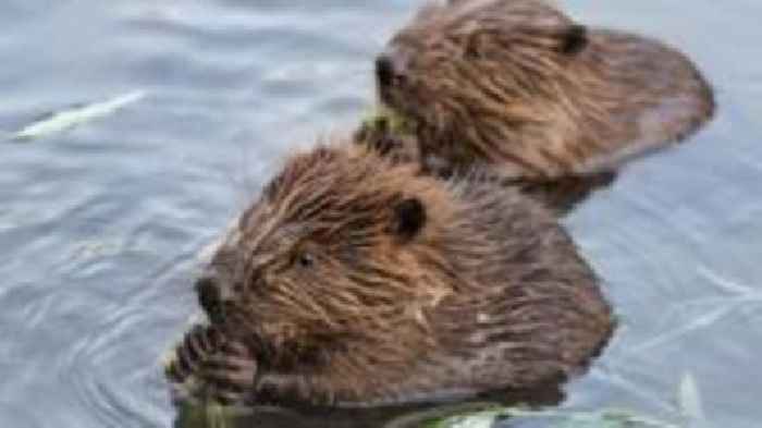 Highland beaver release planned for Glen Affric