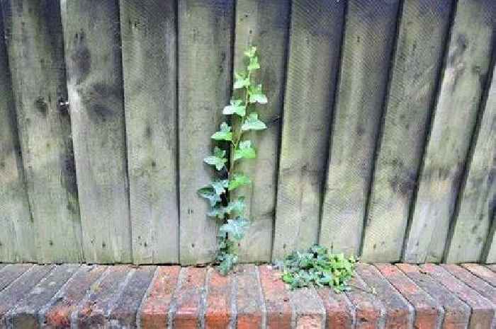 Gardeners urged to drill holes in fences this winter to save UK favourite