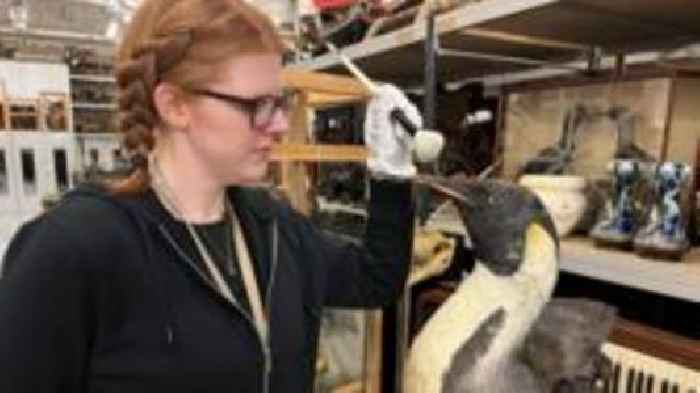 Eagle-eyed experts assess museum bird collection