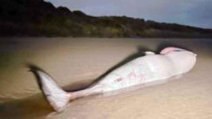 Dead minke whale washes up on Irvine beach