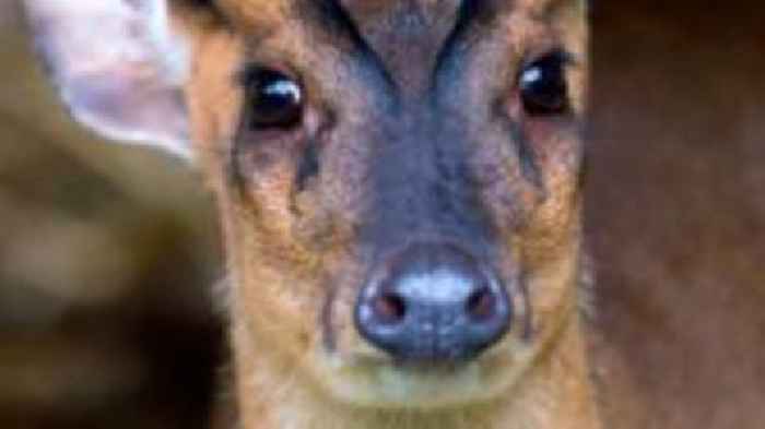 Deer invades pitch and tackles rugby player