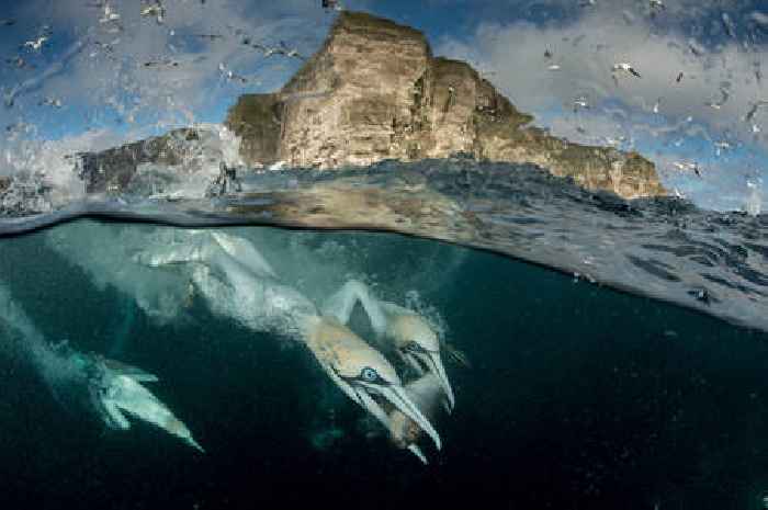  Wellerman (Sea Shanty) singer calls on Scottish government to commit to rewilding