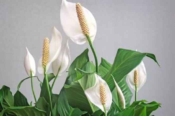 Weekly task will transform peace lilies into a blooming sensation